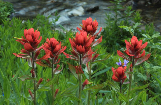 Streamside Paintbrush. Photo by Fred Pflughoft.