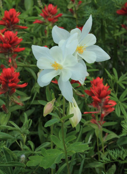 Columbine Framed in Red. Photo by Fred Pflughoft.