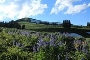 Lookout Mountain Lupine. Photo by Fred Pflughoft.