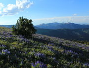 Evening Light & Hoback Peak. Photo by Fred Pflughoft.