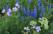 Flower Palette. Photo by Fred Pflughoft.