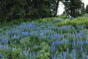 Lupine Glade. Photo by Fred Pflughoft.