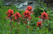 Streamside Paintbrush. Photo by Fred Pflughoft.