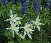 Columbine & Lupine. Photo by Fred Pflughoft.