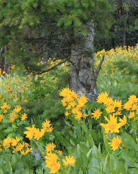 Mules Ear and Pine. Photo by Fred Pflughoft.