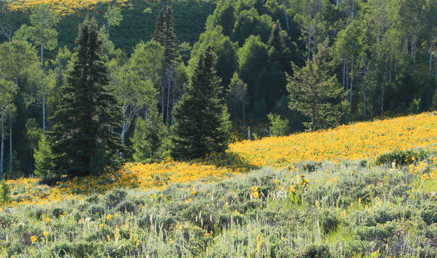 The Hills are Alive. Photo by Fred Pflughoft.