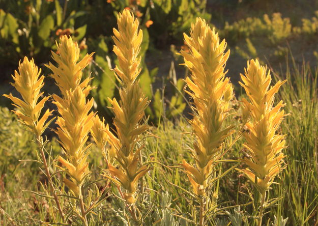 Illuminated Paintbrush. Photo by Fred Pflughoft.