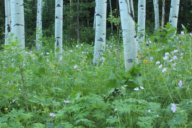 Aspen Understory. Photo by Fred Pflughoft.