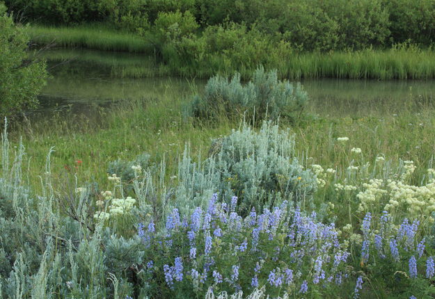 Pond and Flowers. Photo by Fred Pflughoft.