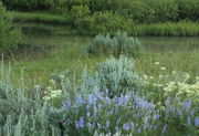 Pond and Flowers. Photo by Fred Pflughoft.