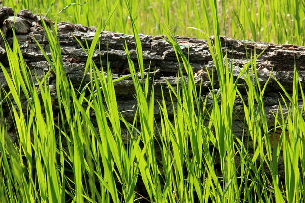 Croc in the Grass. Photo by Fred Pflughoft.