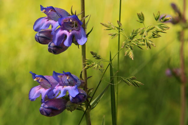 Purple Penstemon. Photo by Fred Pflughoft.