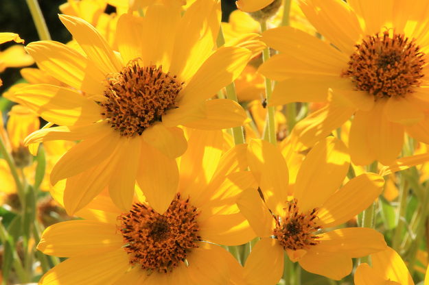 Arrowleaf Balsamroot Backlit. Photo by Fred Pflughoft.