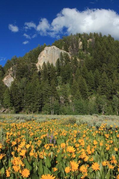 Mule's Ear beneath Blacktail Butte. Photo by Fred Pflughoft.