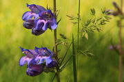 Purple Penstemon. Photo by Fred Pflughoft.