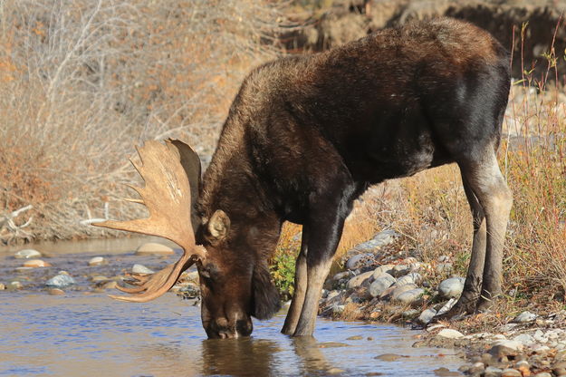 Shoshone. Photo by Fred Pflughoft.