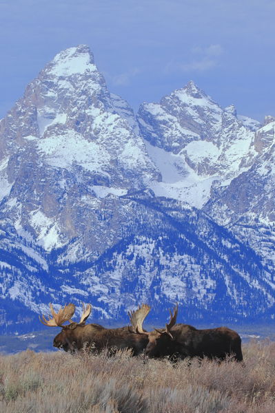 Shoshone & Hoback. Photo by Fred Pflughoft.