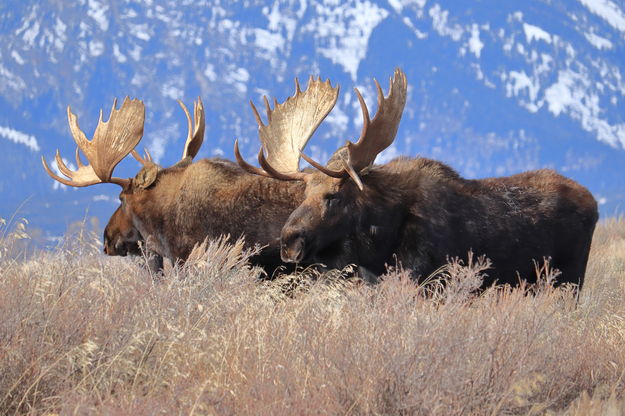 Shoshone & Hoback. Photo by Fred Pflughoft.