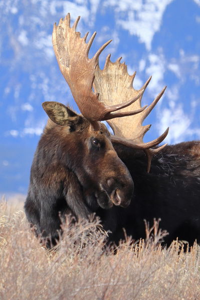 Hoback. Photo by Fred Pflughoft.