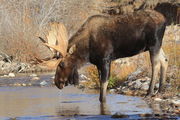 Shoshone. Photo by Fred Pflughoft.