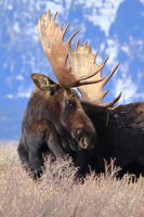 Hoback. Photo by Fred Pflughoft.