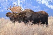 Hoback in all his glory. Photo by Fred Pflughoft.