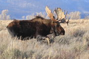 Hoback on the move. Photo by Fred Pflughoft.