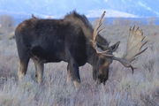 Hoback. Photo by Fred Pflughoft.