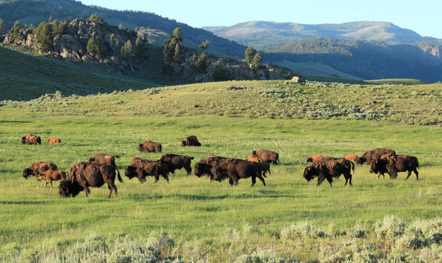 Home on the Range. Photo by Fred Pflughoft.