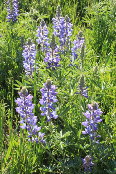 Lupine Closeup. Photo by Fred Pflughoft.