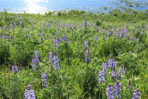 Lupine along the Yellowstone River. Photo by Fred Pflughoft.