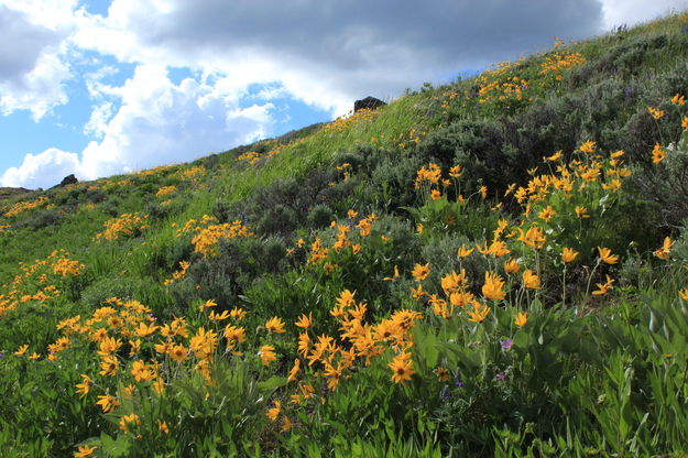 Mount Washburn Flower Garden. Photo by Fred Pflughoft.