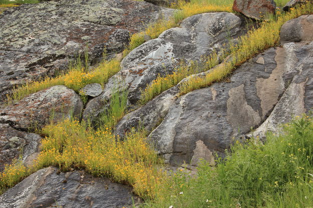 Flowery Steppes. Photo by Fred Pflughoft.