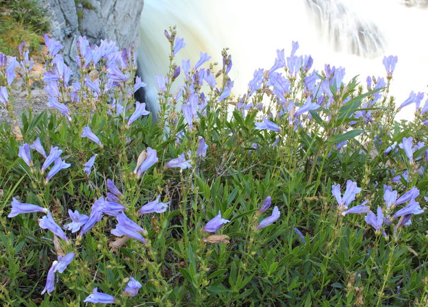 Penstemon above Firehole Falls. Photo by Fred Pflughoft.