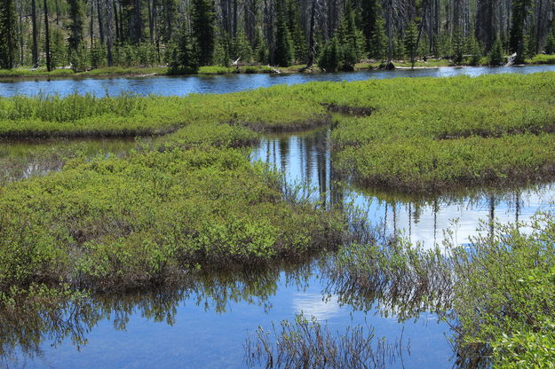 Reflections along the Lewis. Photo by Fred Pflughoft.