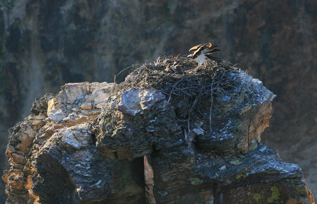 Osprey Penthouse. Photo by Fred Pflughoft.