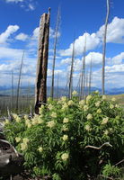 Last Trunks Standing / Mount Washburn. Photo by Fred Pflughoft.