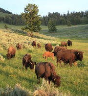 Bison and babies near Tower Junction. Photo by Fred Pflughoft.