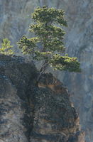 Canyon Bonzai. Photo by Fred Pflughoft.