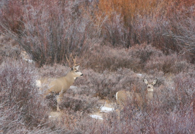 Mule Deer Cover. Photo by Fred Pflughoft.