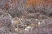 We See You. Photo by Fred Pflughoft.