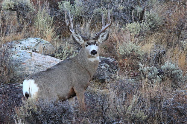 Mule Deer Buck on Skyline Drive. Photo by Fred Pflughoft.