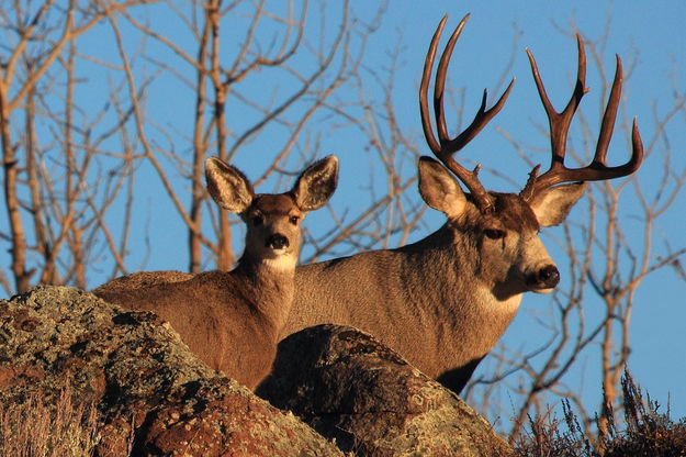 Mule Deer Buck with Fawn. Photo by Fred Pflughoft.