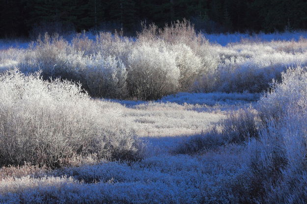 Frosty Willow Patch. Photo by Fred Pflughoft.