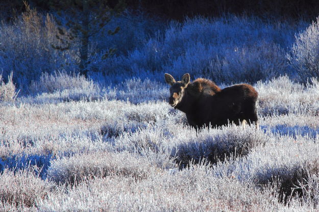 Calf Moose in the frost at Elkhart Park. Photo by Fred Pflughoft.