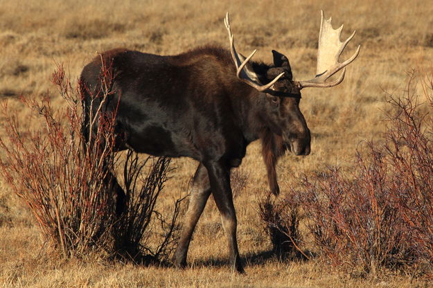 Bull Moose at Duck Creek. Photo by Fred Pflughoft.