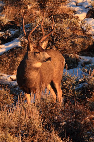 A Stately Pose. Photo by Fred Pflughoft.