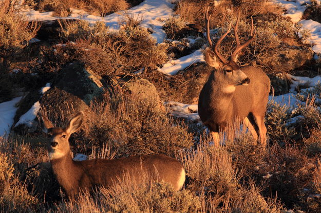 Mule Deer Pair. Photo by Fred Pflughoft.
