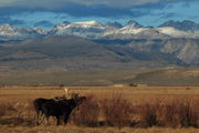 Moose & Winds. Photo by Fred Pflughoft.