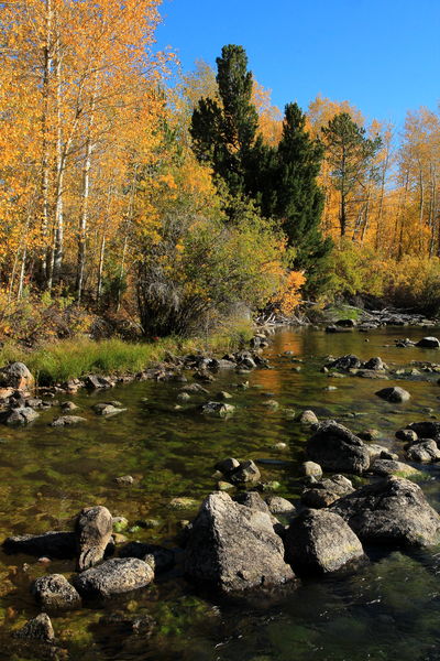 Shoreline / Pine Creek Below the Dam. Photo by Fred Pflughoft.